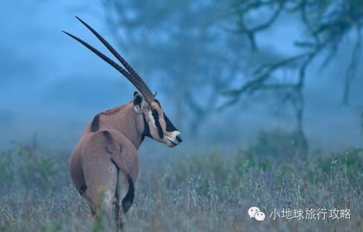 可能是最全的，肯尼亚坦桑尼亚动物百科。小地球耗时一周整理！