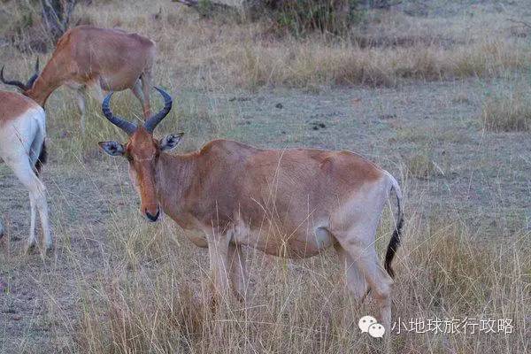 可能是最全的，肯尼亚坦桑尼亚动物百科。小地球耗时一周整理！