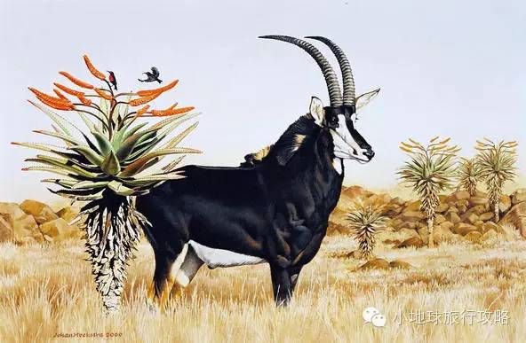 可能是最全的，肯尼亚坦桑尼亚动物百科。小地球耗时一周整理！