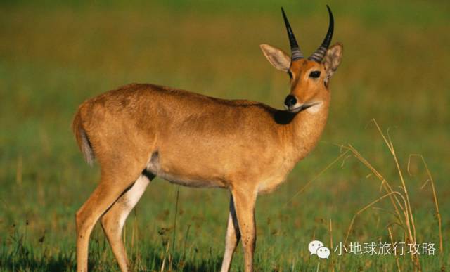 可能是最全的，肯尼亚坦桑尼亚动物百科。小地球耗时一周整理！