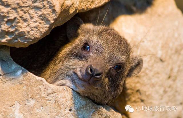 可能是最全的，肯尼亚坦桑尼亚动物百科。小地球耗时一周整理！