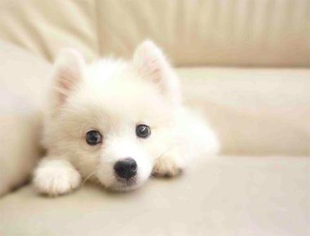 元宵节，谁是你心中的“小汤圆”？