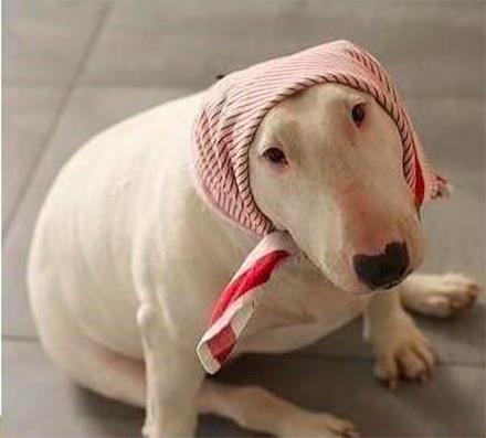 元宵节，谁是你心中的“小汤圆”？