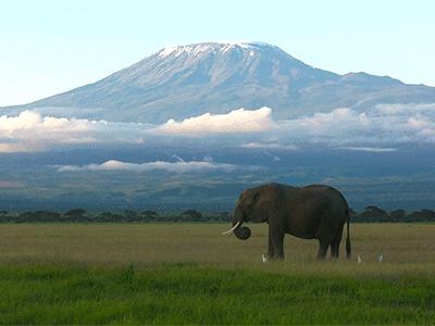 可能是最全的，肯尼亚坦桑尼亚动物百科。小地球耗时一周整理！