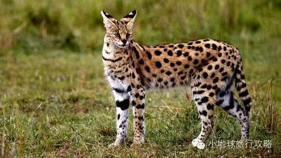 可能是最全的，肯尼亚坦桑尼亚动物百科。小地球耗时一周整理！