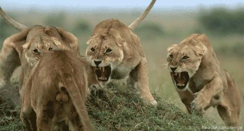 可能是最全的，肯尼亚坦桑尼亚动物百科。小地球耗时一周整理！