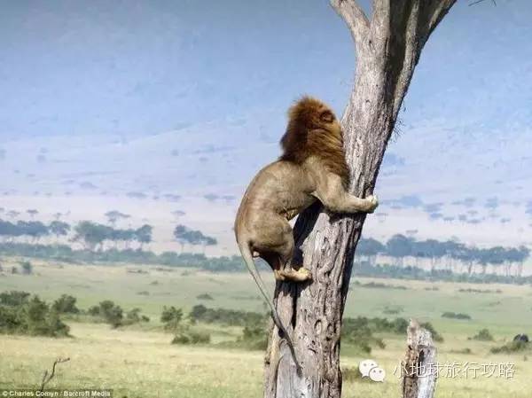 可能是最全的，肯尼亚坦桑尼亚动物百科。小地球耗时一周整理！