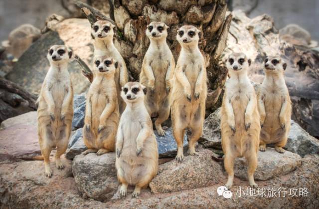 可能是最全的，肯尼亚坦桑尼亚动物百科。小地球耗时一周整理！