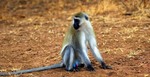 可能是最全的，肯尼亚坦桑尼亚动物百科。小地球耗时一周整理！