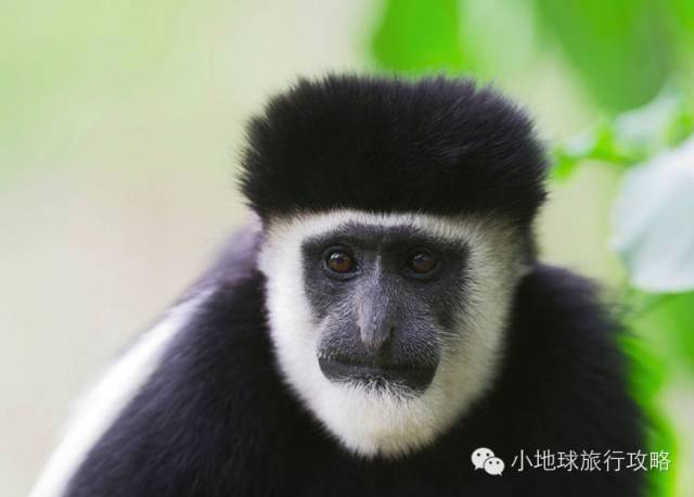 可能是最全的，肯尼亚坦桑尼亚动物百科。小地球耗时一周整理！