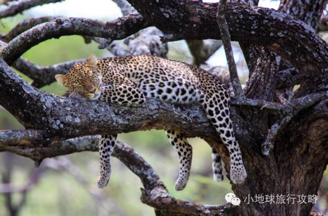 可能是最全的，肯尼亚坦桑尼亚动物百科。小地球耗时一周整理！