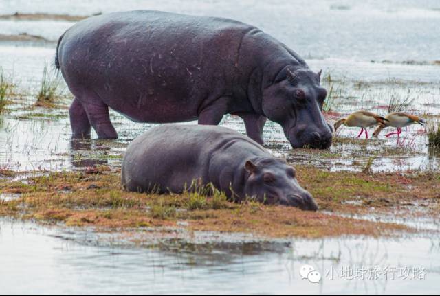 可能是最全的，肯尼亚坦桑尼亚动物百科。小地球耗时一周整理！