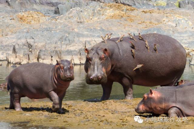 可能是最全的，肯尼亚坦桑尼亚动物百科。小地球耗时一周整理！