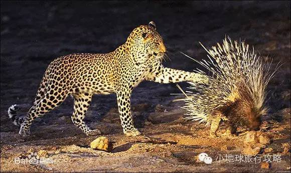 可能是最全的，肯尼亚坦桑尼亚动物百科。小地球耗时一周整理！