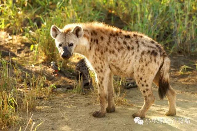 可能是最全的，肯尼亚坦桑尼亚动物百科。小地球耗时一周整理！