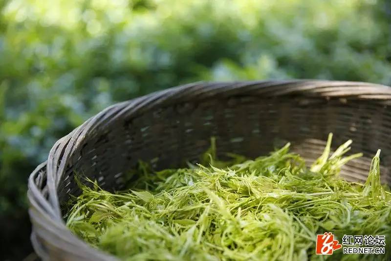 传说中的世外桃源:走进千年土家长寿村