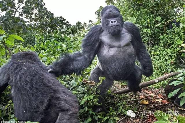 可能是最全的，肯尼亚坦桑尼亚动物百科。小地球耗时一周整理！