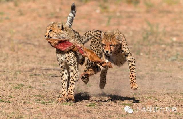 可能是最全的，肯尼亚坦桑尼亚动物百科。小地球耗时一周整理！