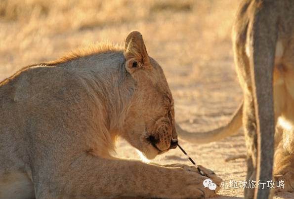 可能是最全的，肯尼亚坦桑尼亚动物百科。小地球耗时一周整理！