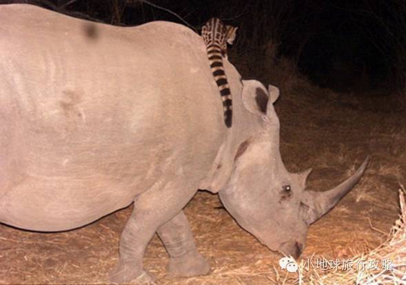 可能是最全的，肯尼亚坦桑尼亚动物百科。小地球耗时一周整理！