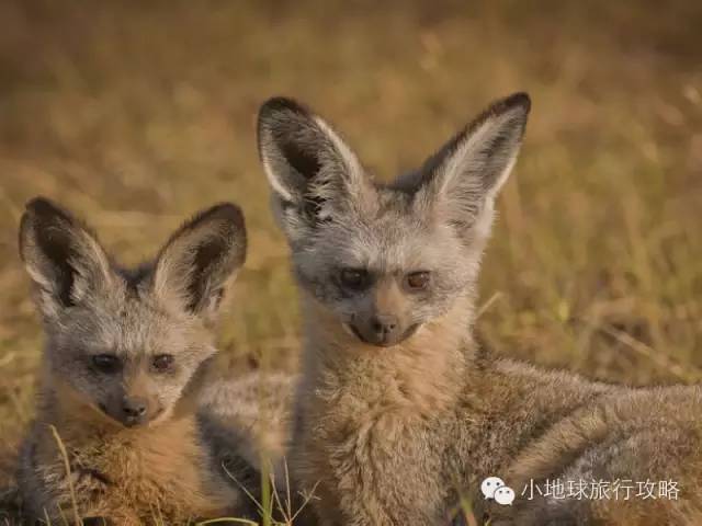 可能是最全的，肯尼亚坦桑尼亚动物百科。小地球耗时一周整理！