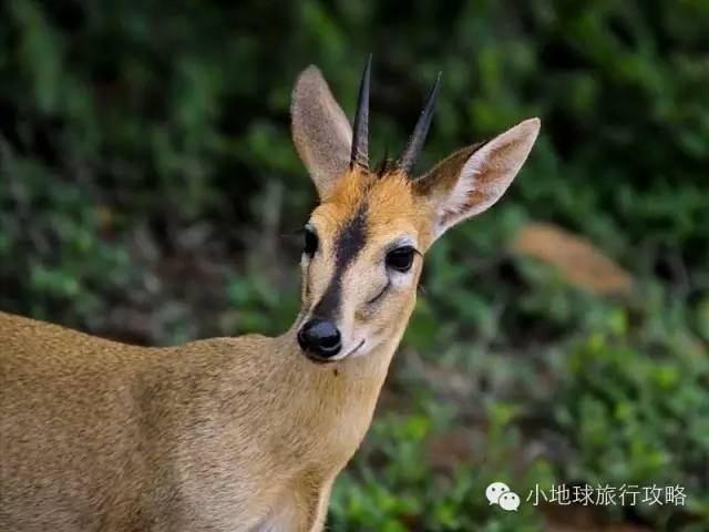 可能是最全的，肯尼亚坦桑尼亚动物百科。小地球耗时一周整理！