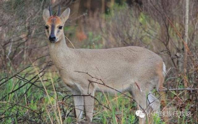 可能是最全的，肯尼亚坦桑尼亚动物百科。小地球耗时一周整理！