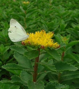 中医消除皱纹最好最简单方法,抵抗皱纹最好的方法