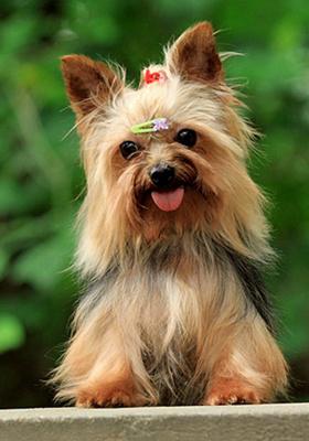 世界最小狗,让人感叹造物主的神奇