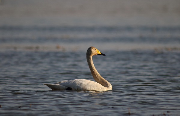 白石水库看天鹅最佳位置导航,白石水库看天鹅2020