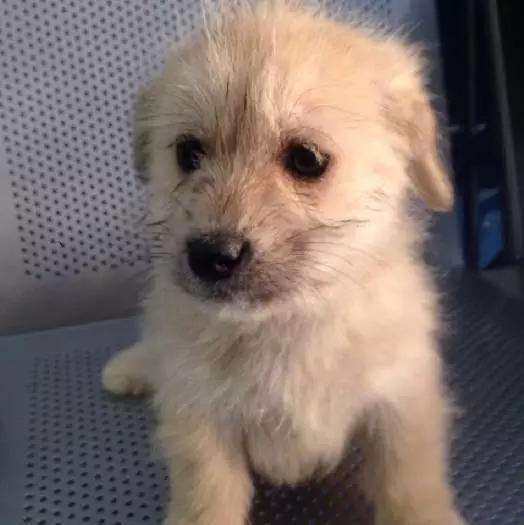 上海领养代替购买,上海领养孩子有补贴吗