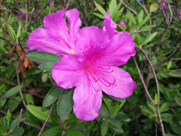 小米5.1测评,全新小米5手机测评