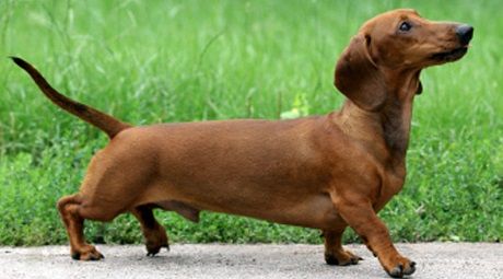 世界最小狗,让人感叹造物主的神奇