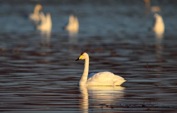 白石水库看天鹅最佳位置导航,白石水库看天鹅2020