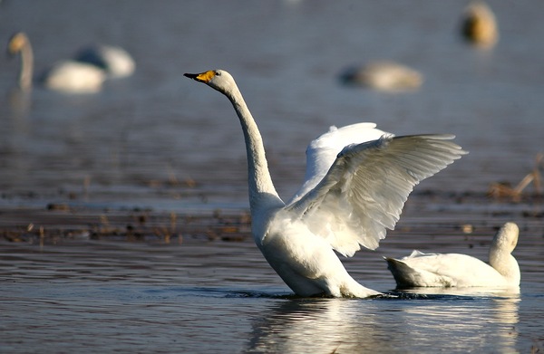 白石水库看天鹅最佳位置导航,白石水库看天鹅2020