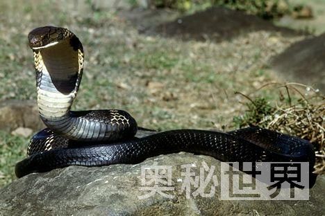 世界上最毒的十种动物排名,世界上的十大毒王