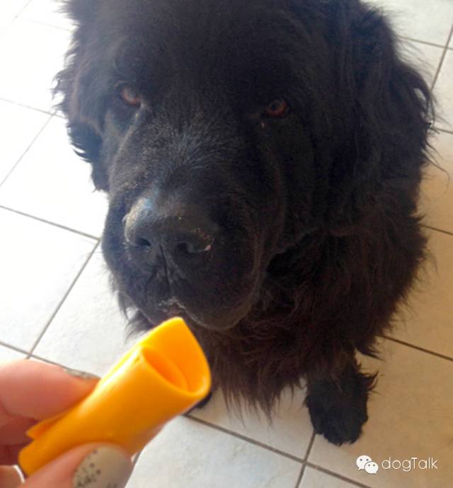 狗狗死活不回家怎么办,狗狗死活喂不进去药怎么办