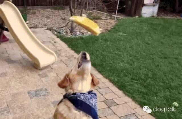 狗狗死活不回家怎么办,狗狗死活喂不进去药怎么办