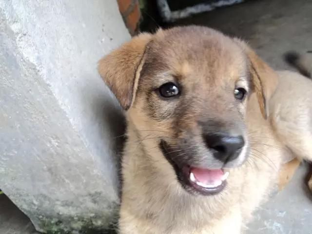 中华田园犬vs日本柴犬,日本柴犬和中华田园犬的区别