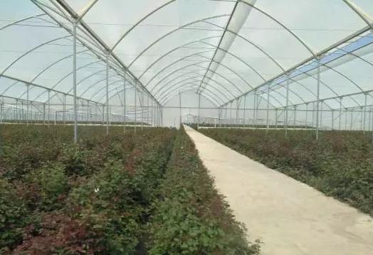亚洲最大玫瑰花基地,世界最大玫瑰种植基地