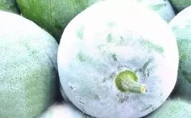 明明盛产于夏秋,为啥叫冬瓜?
