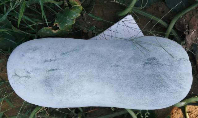 明明盛产于夏秋,为啥叫冬瓜?