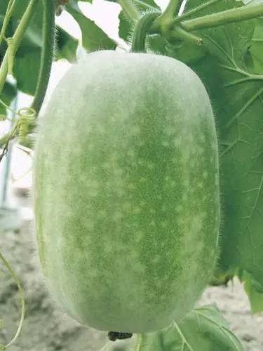 明明盛产于夏秋,为啥叫冬瓜?