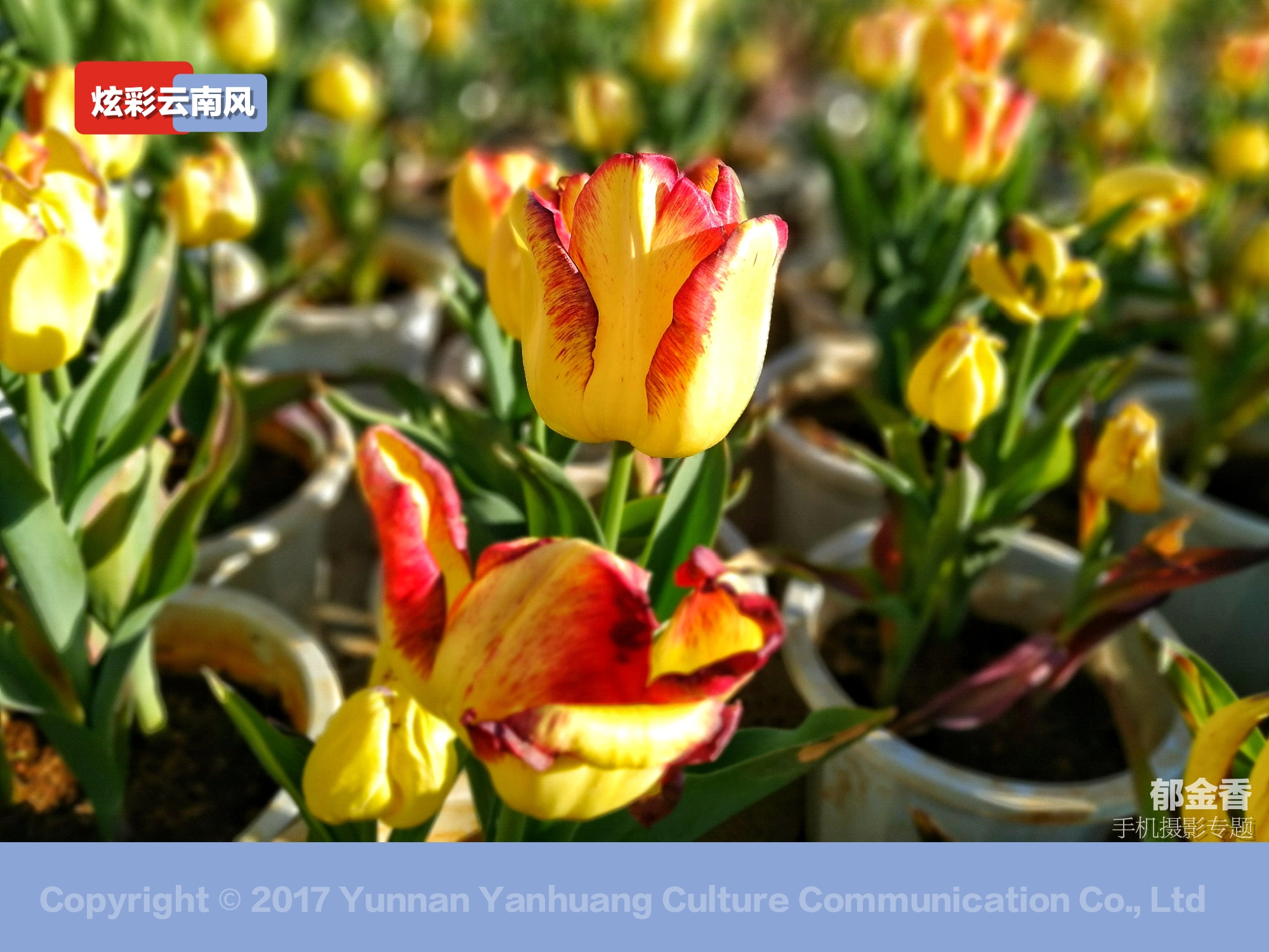 手机拍摄唯美的郁金香,荷兰国花郁金香造型