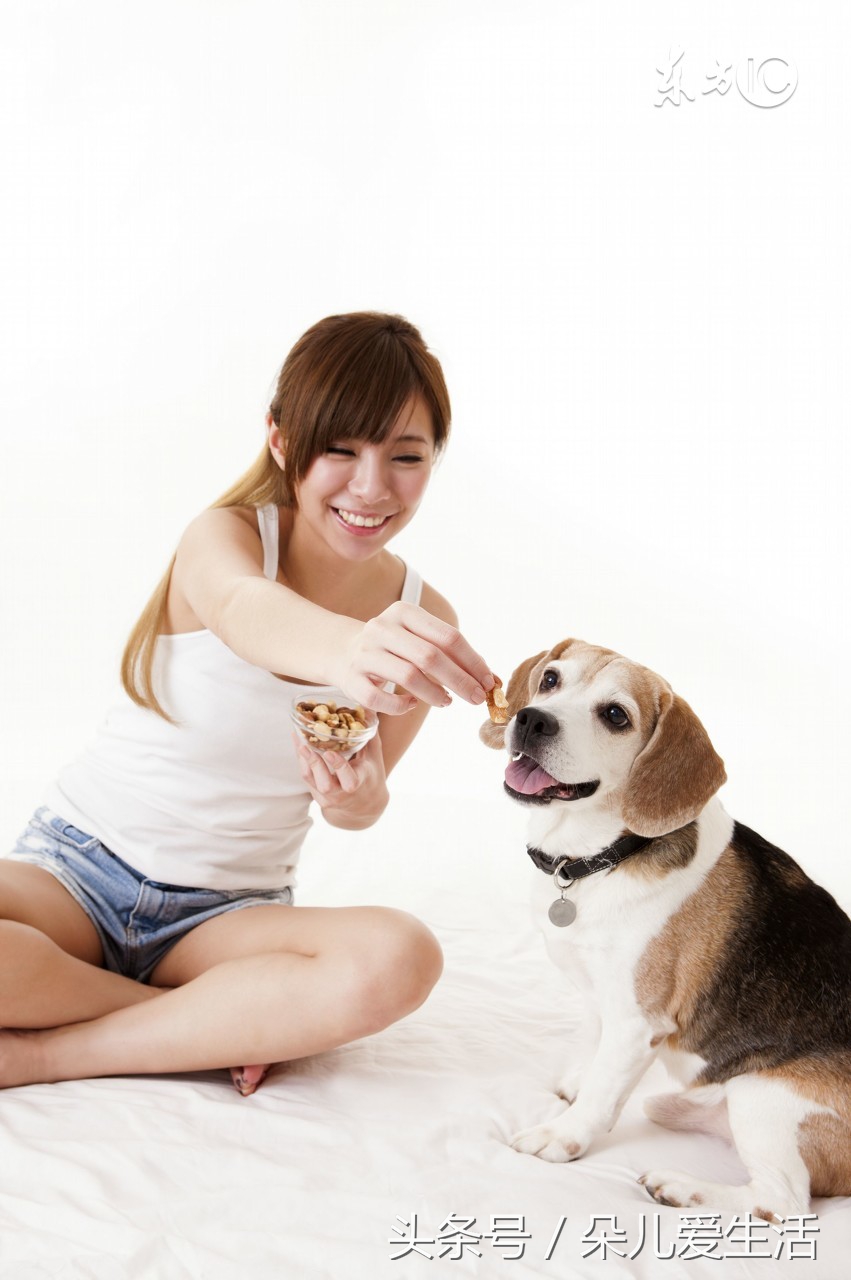 家里不同意养狗但想养狗怎么办,怎么能让家里人养狗