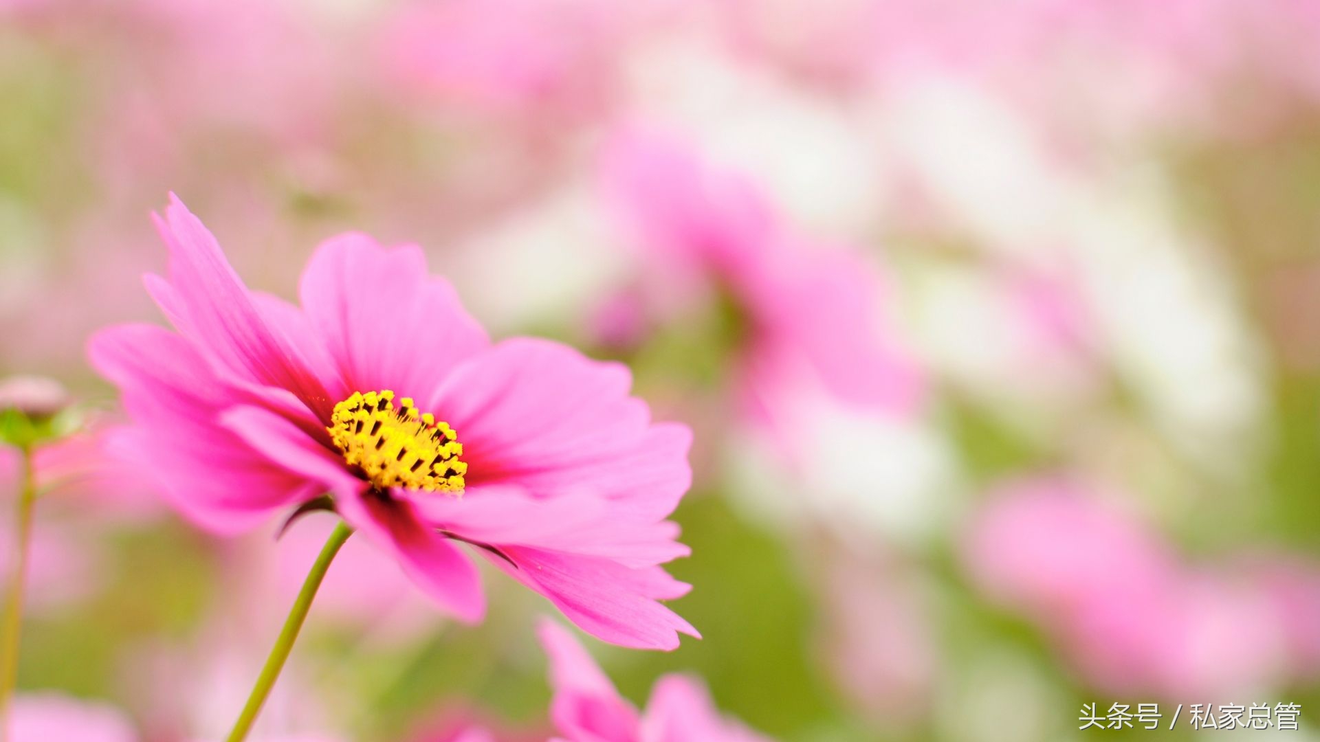 哀大莫过于心死，心死莫过于一笑失望到一定程度后，反而会开出一朵花来，那朵花的名字叫，无所谓