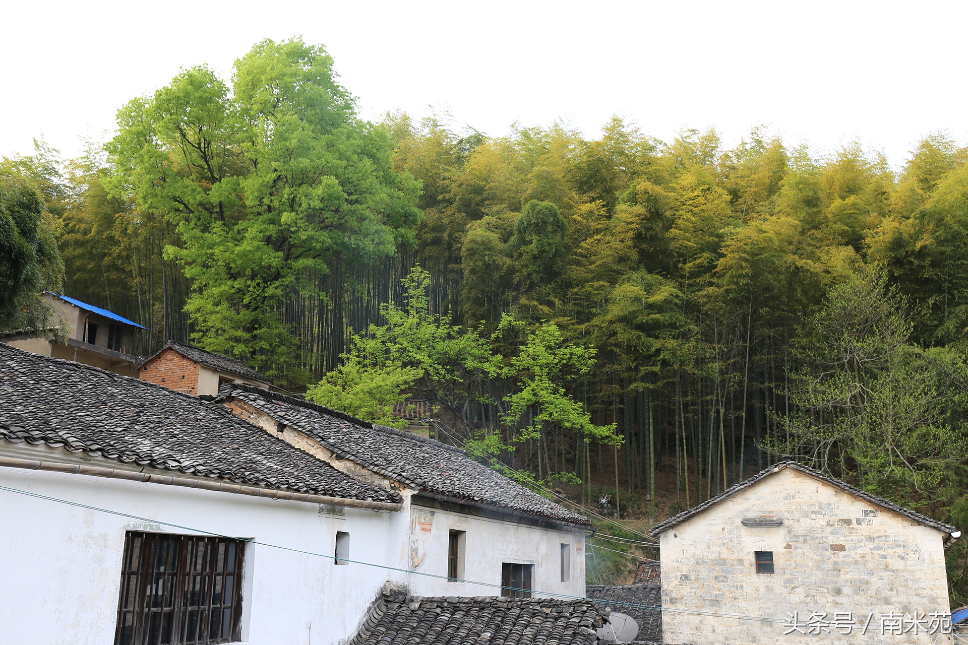 笋干经过这样处理烧肉才会好吃,浙江笋干梅干菜烧肉的家常做法