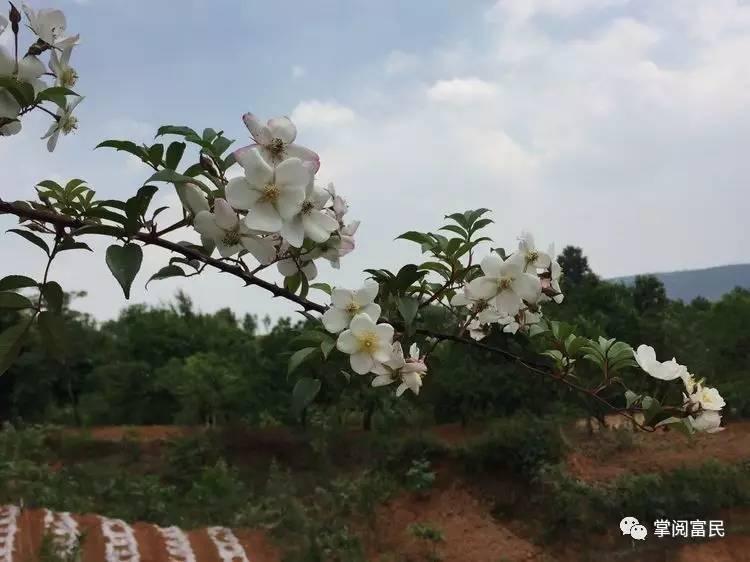 花开花落手机摄影,开到荼蘼花事了在线阅读