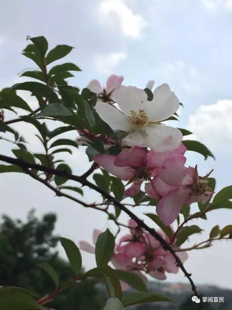 花开花落手机摄影,开到荼蘼花事了在线阅读
