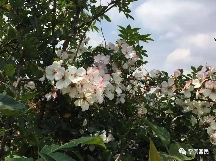 花开花落手机摄影,开到荼蘼花事了在线阅读